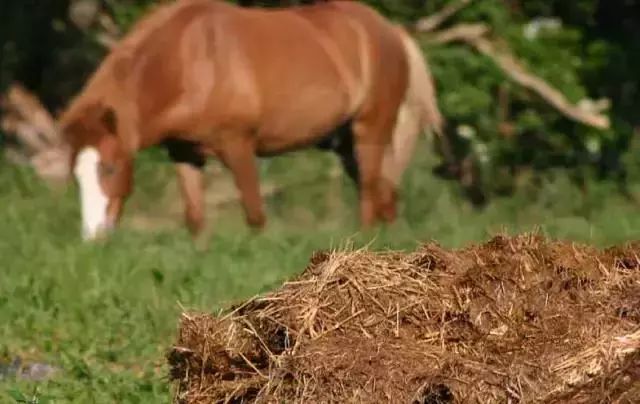 牛粪猪粪鸡粪牛粪各有什么优缺点,牛粪鸡粪猪粪混合哪个肥效更好