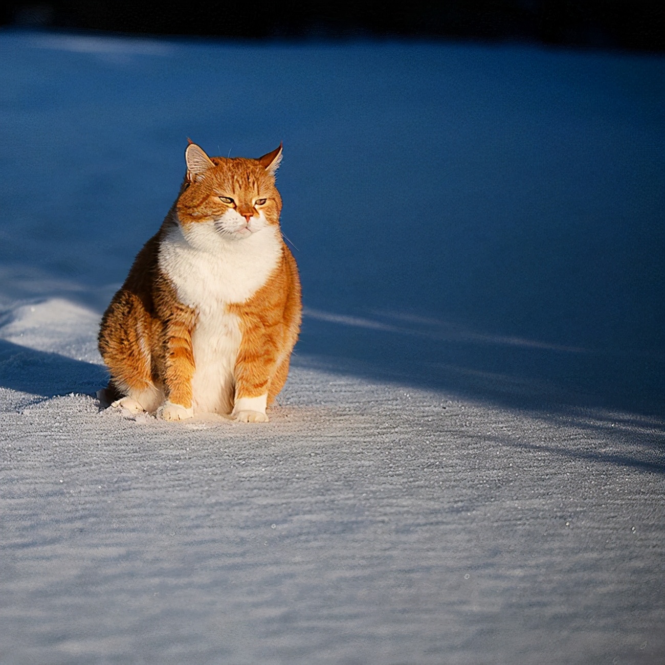 猫咪冬天到底怕不怕冷,为啥猫咪到冬天这么怕冷