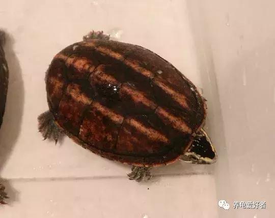 如果你不懂龟，看完之后会想要一只吗？