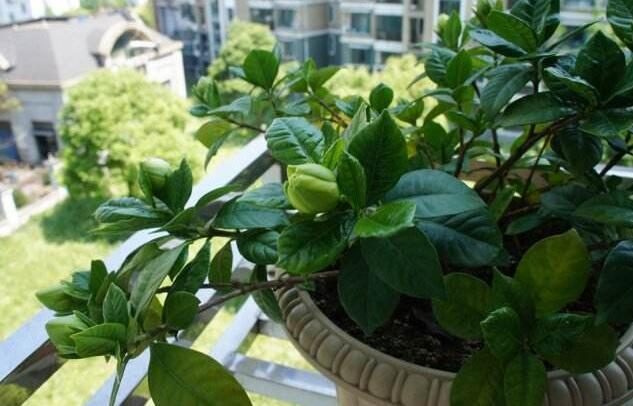 栀子花各种黄叶原因及图解,栀子花黄叶的几种处理方法