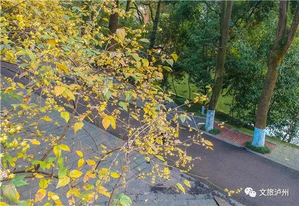 泸州的腊梅花在什么地方,泸州腊梅花观赏