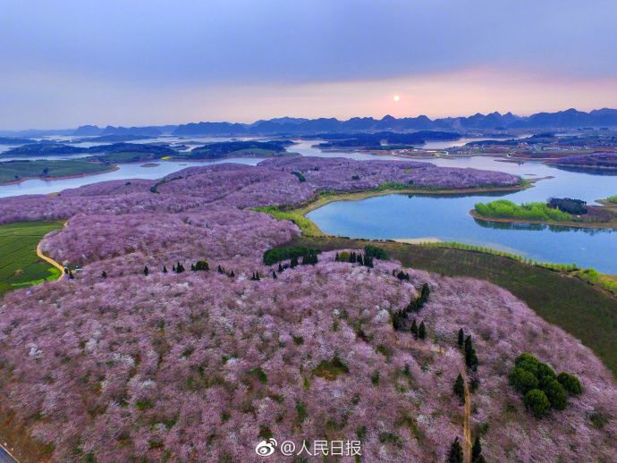 几月赏樱花最好,最美赏樱攻略大全