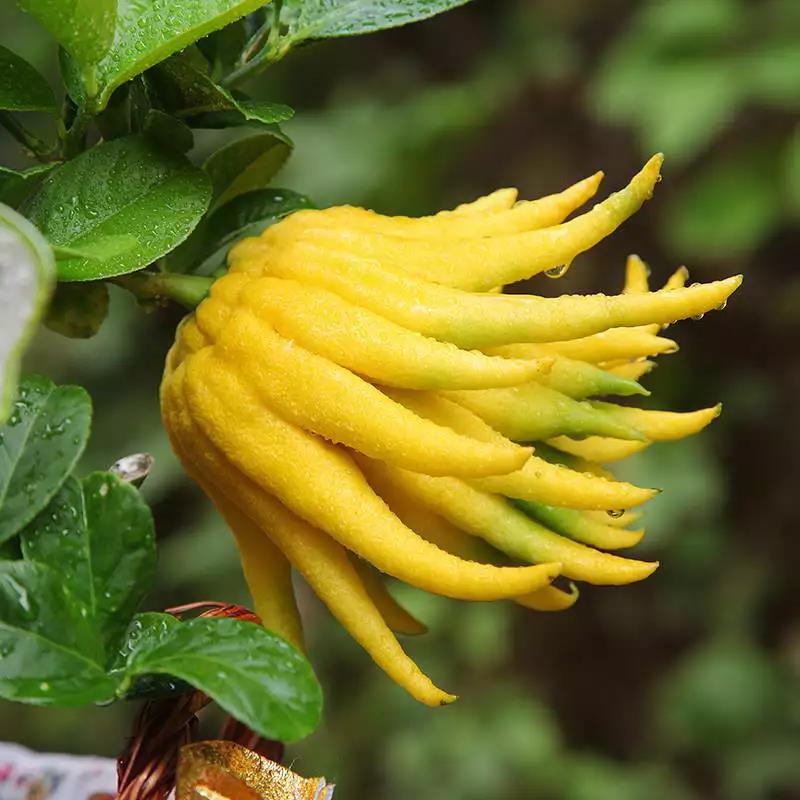 清凉佛手果,佛手果的神奇