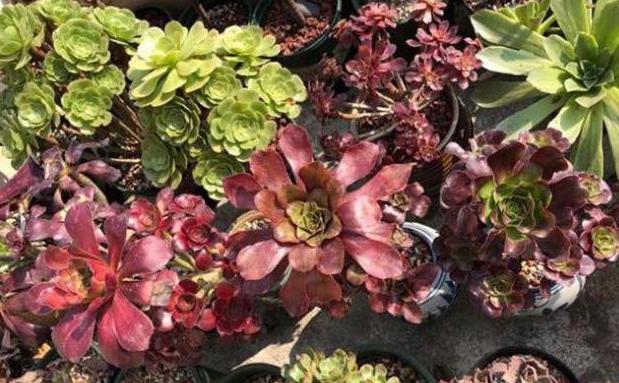 多肉怎么养成妖桩或悬崖桩,多肉老桩20多天可以露养吗