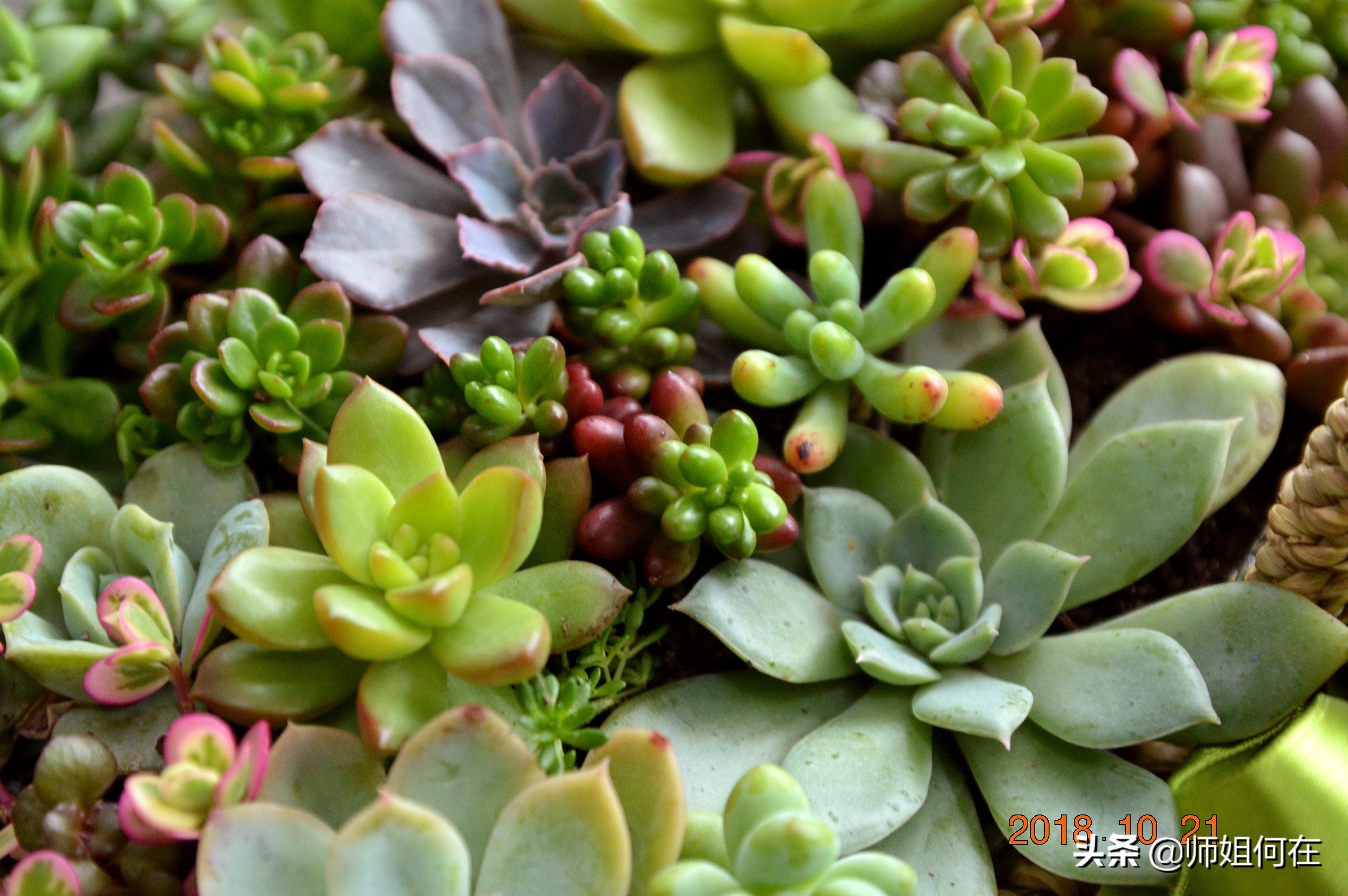 一年级语文ieueer拼音教学,一年级语文拼音复习重点归纳