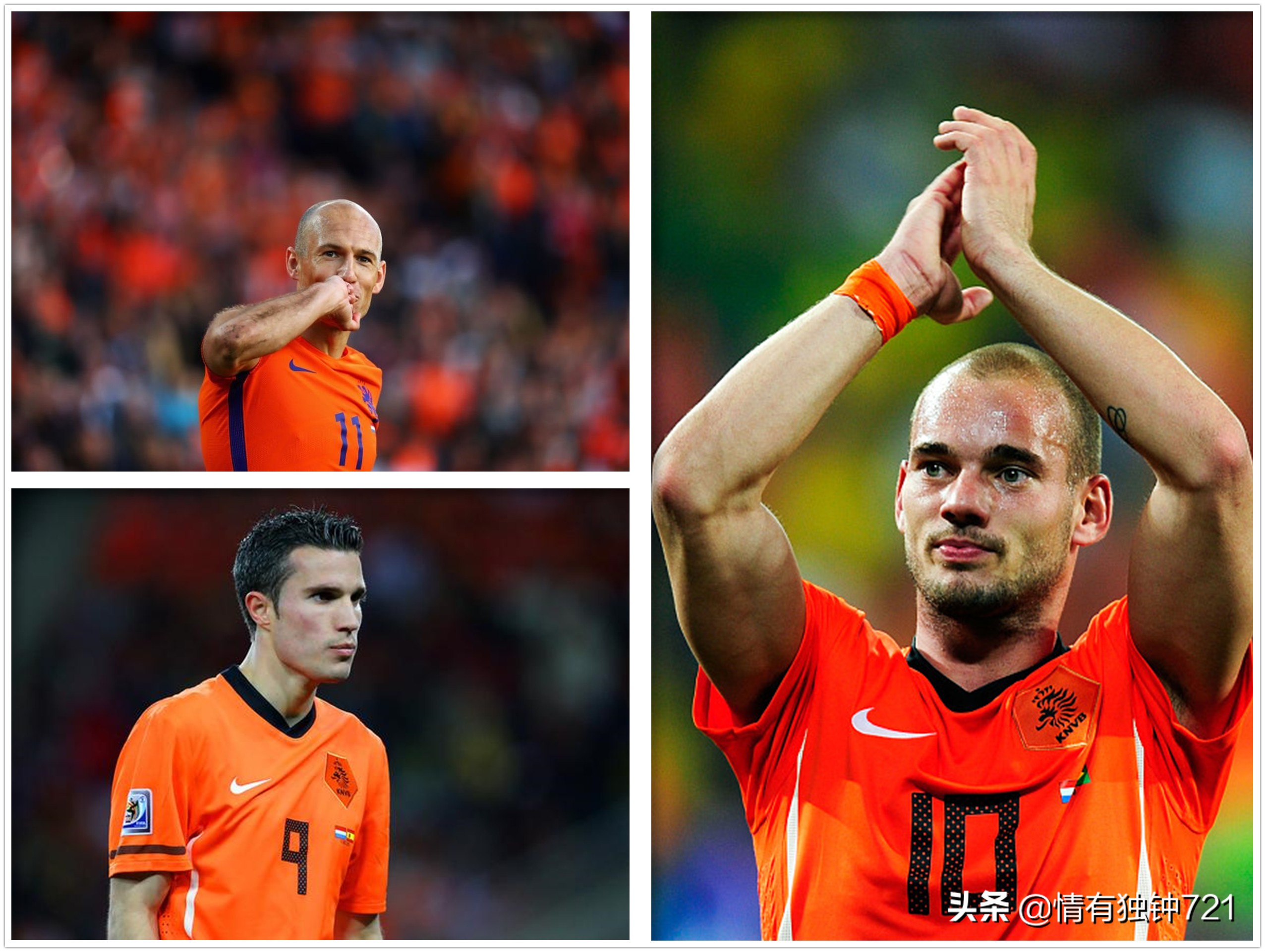 郁金香将再次绽放荷兰,郁金香还会再开花吗