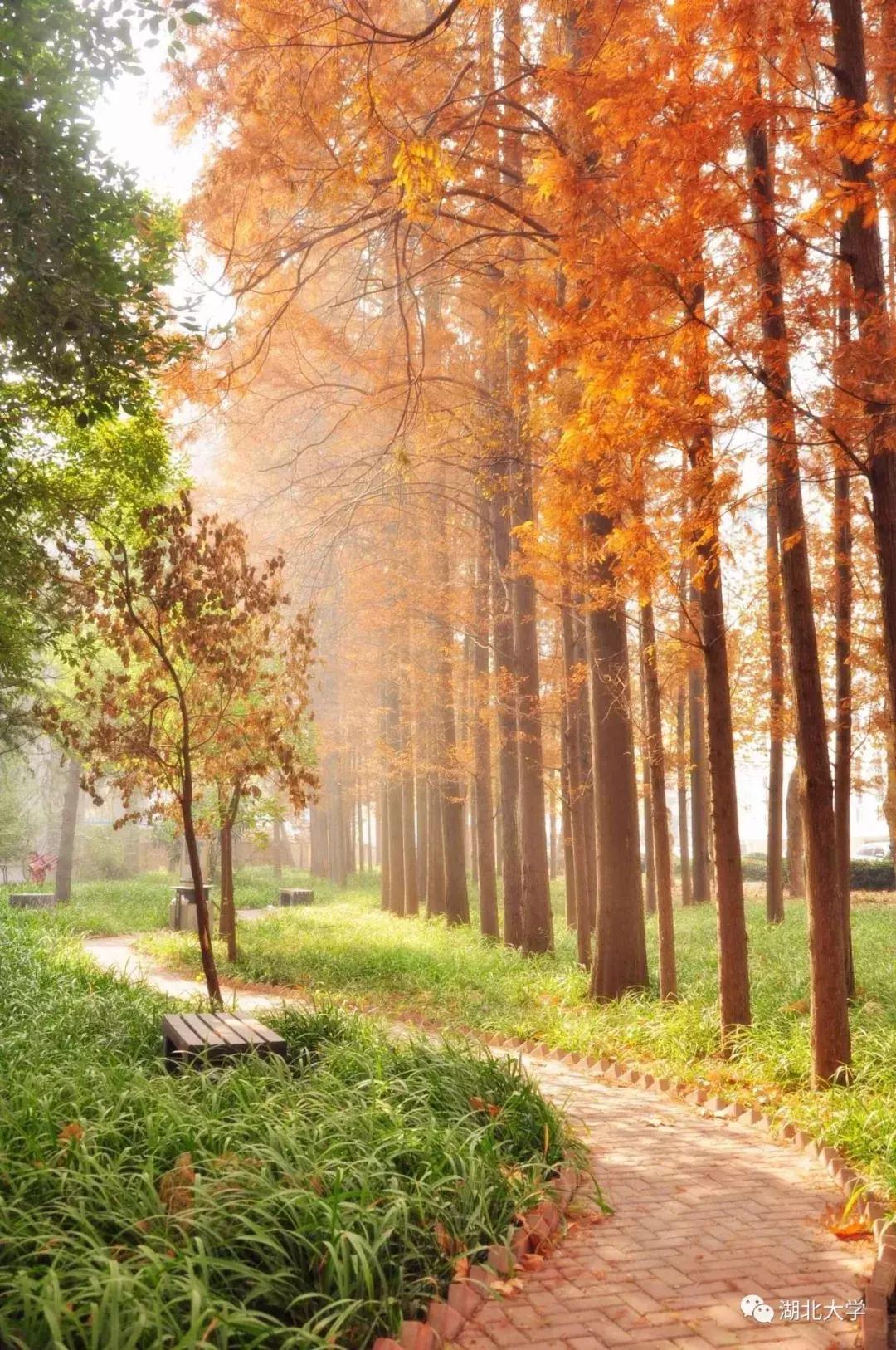 今天是你的生日，我的湖北大学！书记喊你回学校打卡