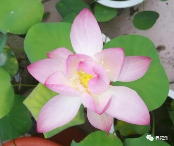 碗莲种子栽种一年没开花,碗莲种子光在水里不放土能开花吗