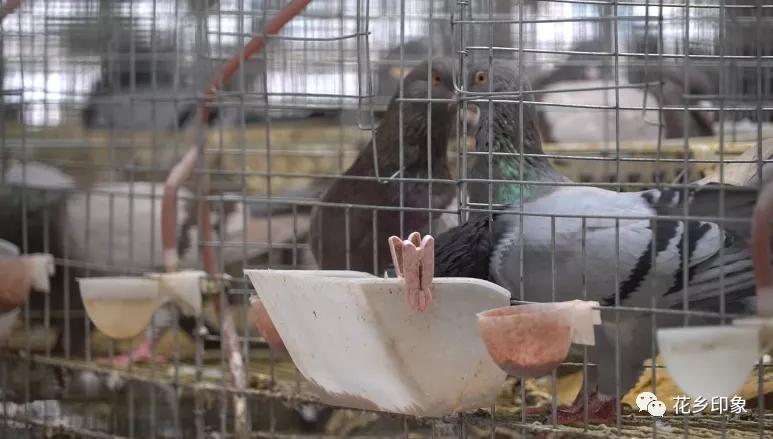 大新养鸽致富项目,养鸽发财致富之路