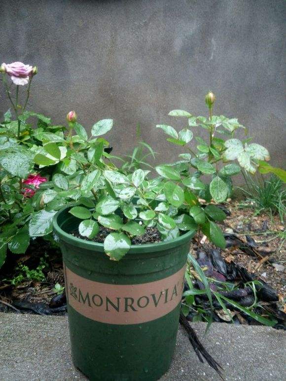 月季水浇多了黄叶了咋办,月季水浇多了嫩芽打蔫怎么办