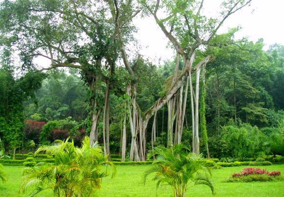 全国十大森林公园,中国十大森林公园