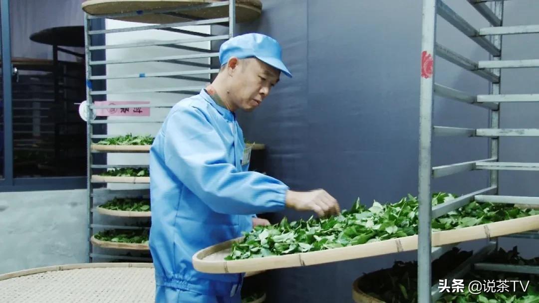 第四届安溪铁观音大师赛决赛结果,安溪铁观音茶王赛举行