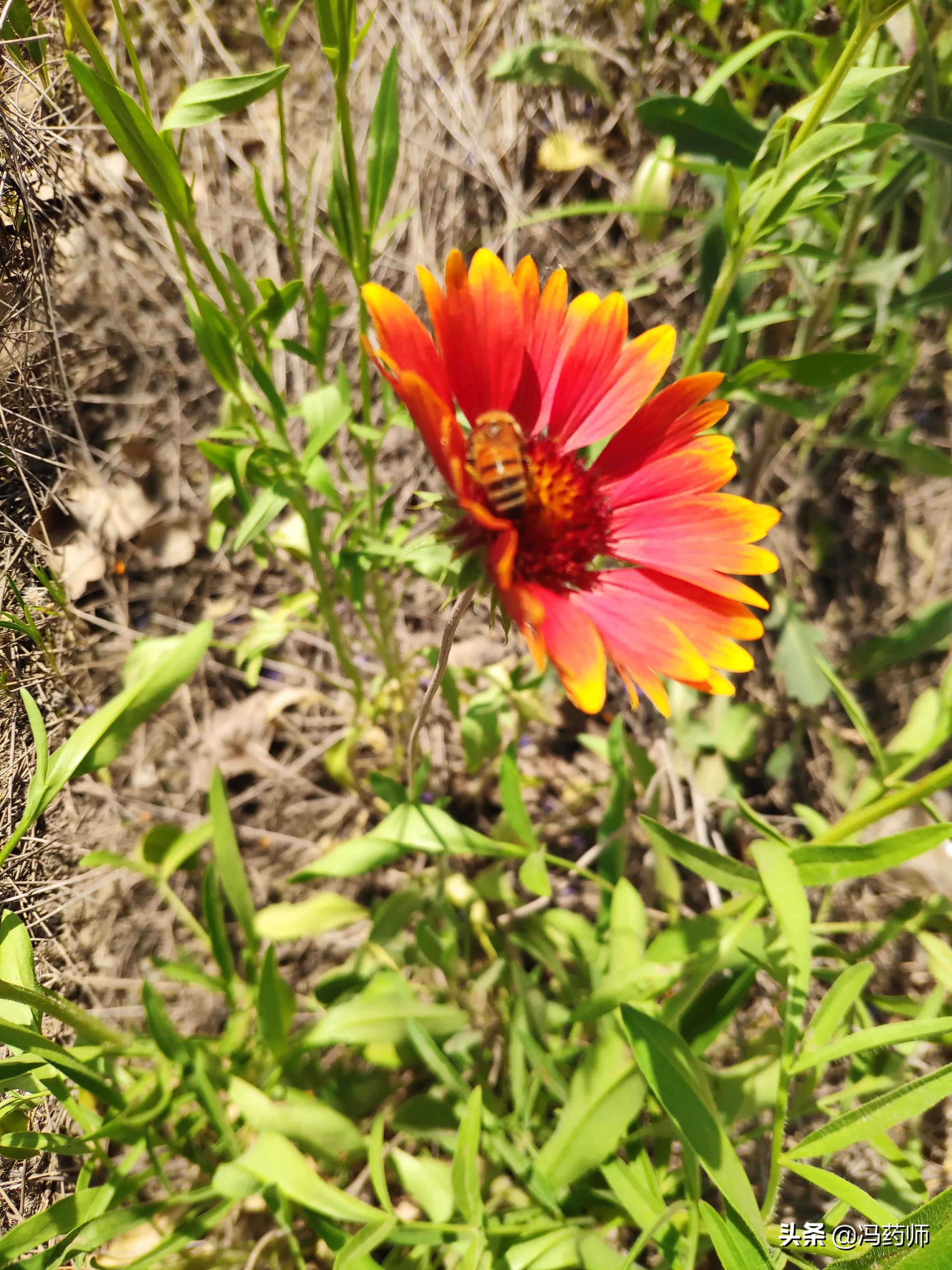 打鼾的药物,打鼾的原因及中药治疗方法