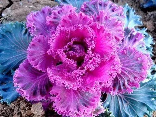 绿色像菜一样的花,像菜一样的花