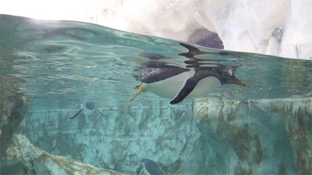 来一场说走就走的旅行珠海长隆,广东长隆及珠海长隆旅游攻略