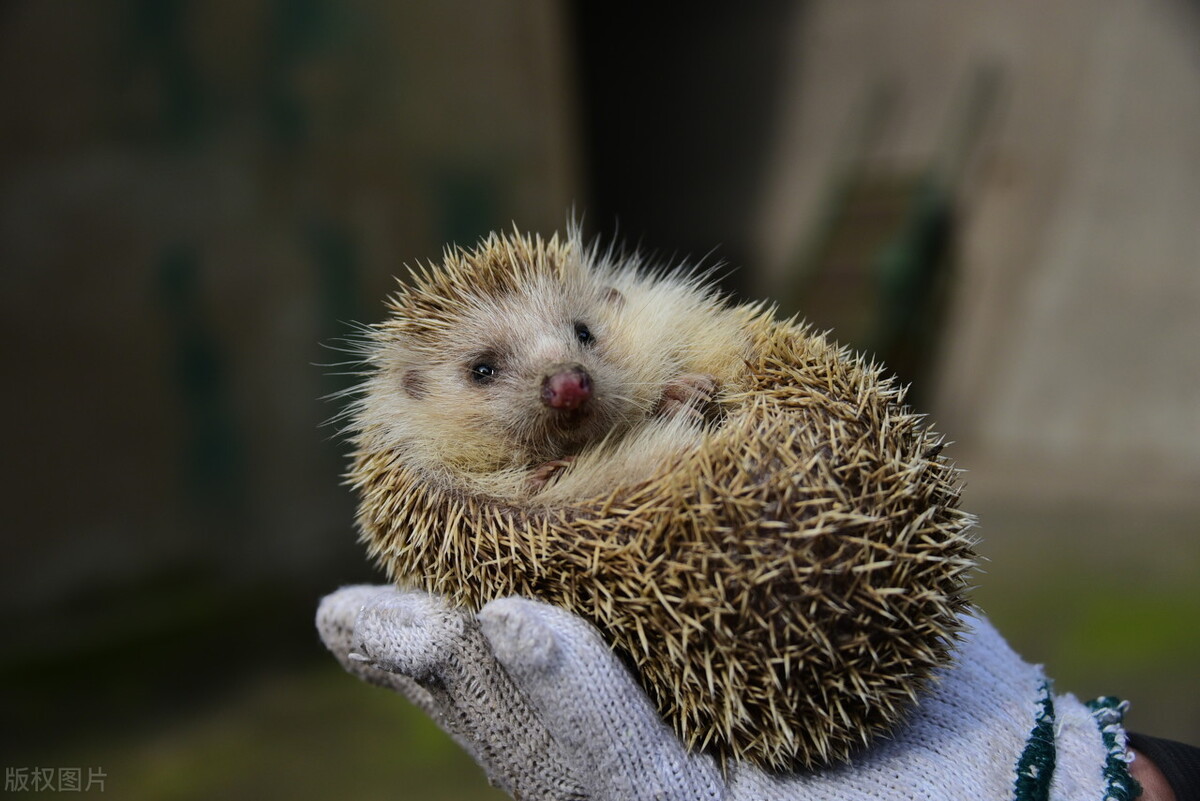 养刺猬注意的问题有哪些,刺猬为什么不建议养