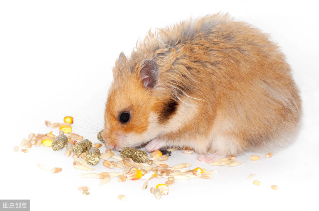 口袋宠,口袋宠物小精灵