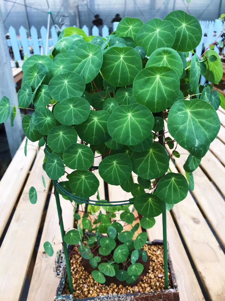 便宜的网红花有哪些图片,4种高颜值网红花