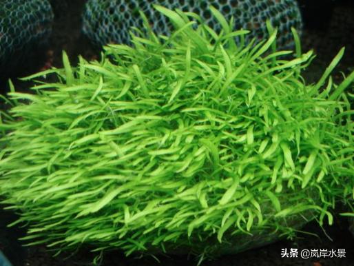 峡谷造景前景草,岚岸石缸造景视频