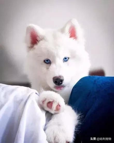萨摩和哈士奇的孩子长大的样子,哈士奇和萨摩生的孩子