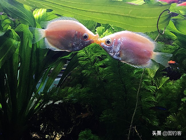 中国前十热带观赏鱼,热带观赏鱼鲤科鱼类主要有哪些鱼