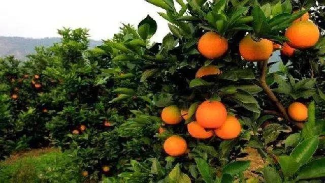 产业扶贫模式助贫困户致富,新山村产业扶贫