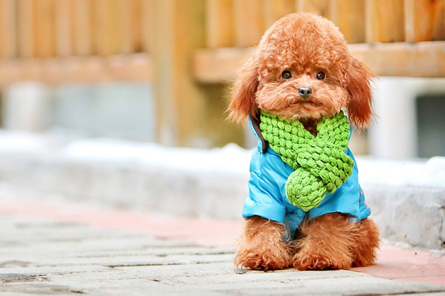 泰迪犬早上起来吐黄泡沫是咋回事,泰迪犬吐黄色泡沫怎么办