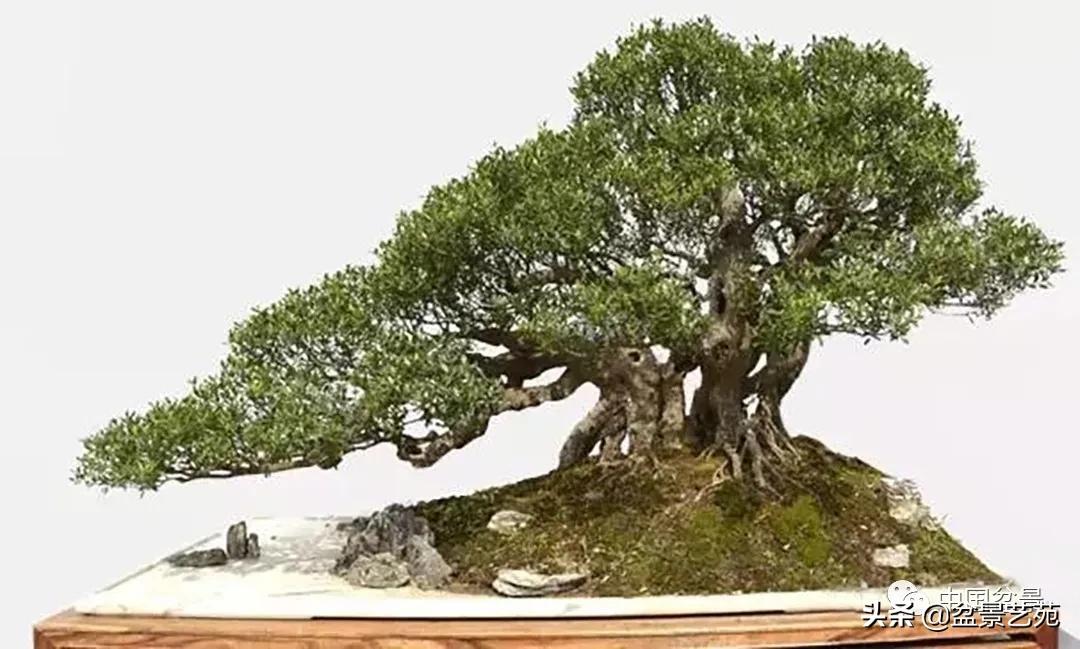 桩景类树种都有哪些,100种常见景观树种