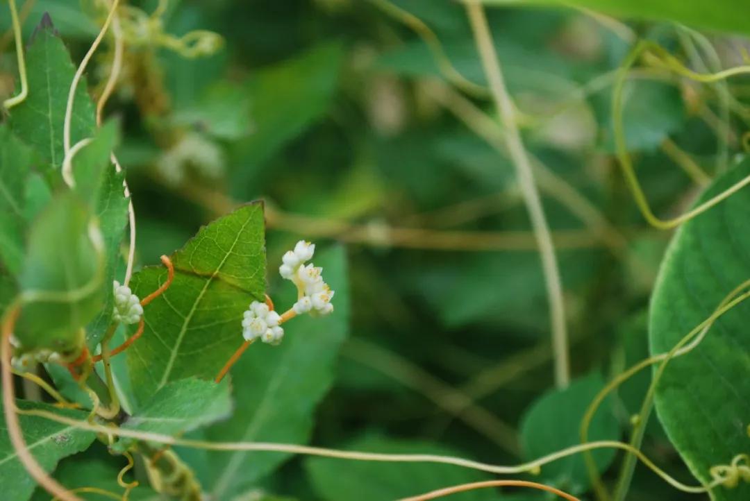 硬核整顿！高清中药教材原植物彩*图色**谱（四期）