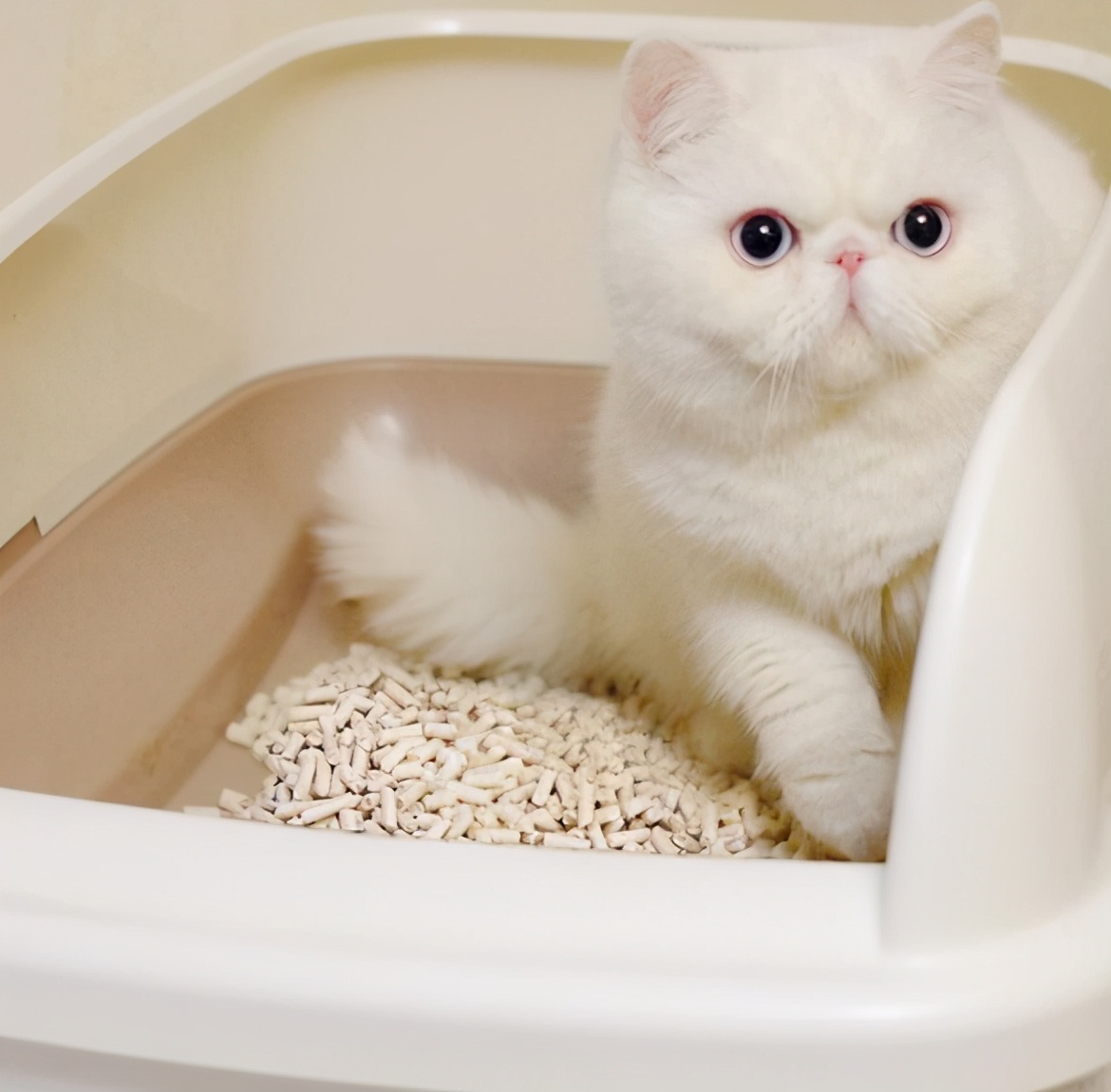 新手养猫省钱攻略教程,新手零基础养猫攻略