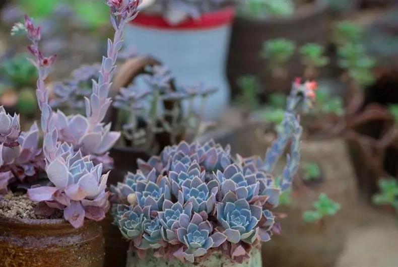 多肉老桩干货集锦，压轴的全是逆天极品!