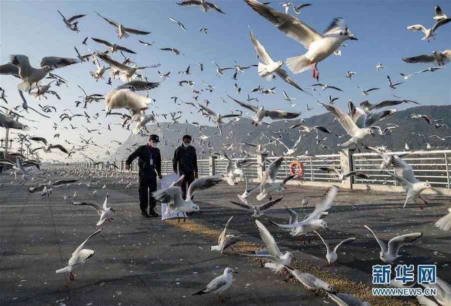 疫情期间，白菜价机票N年罕见