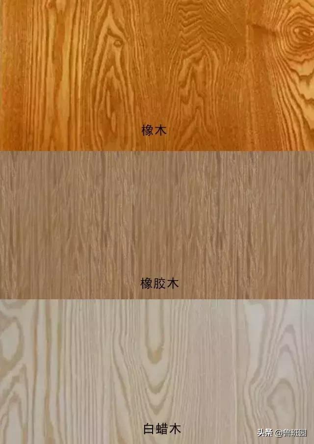 橡木种类大全及图片,史上最专业橡木介绍快来收藏吧