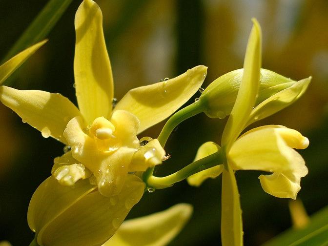 2024年普通天价兰花多少钱一苗,天价兰香多少钱