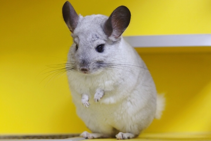 在米拍聚众吸猫吸狗是一种怎样的体验？