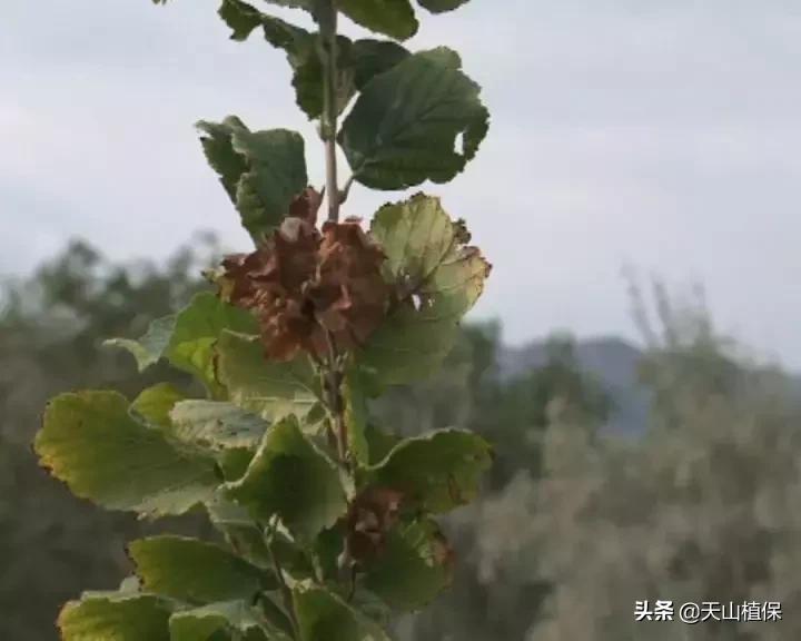 九十一团：发展榛子种植，职工增收信心足