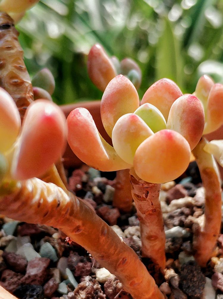 记录多肉长大的全过程,记录所有多肉成长过程