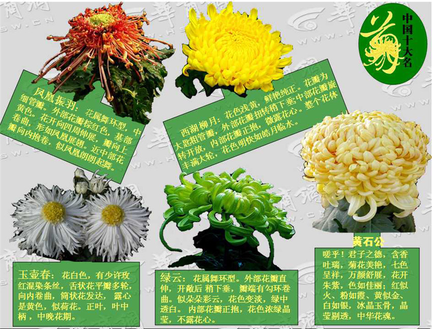 菊和什么并称为花中四君子,花中四君子菊花的品质与精神