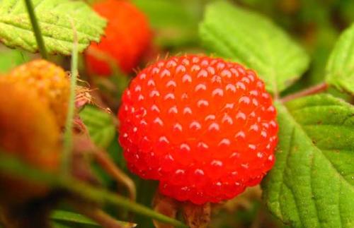 农村才有的这种野果子,去农村看见这种野果子要记得采摘