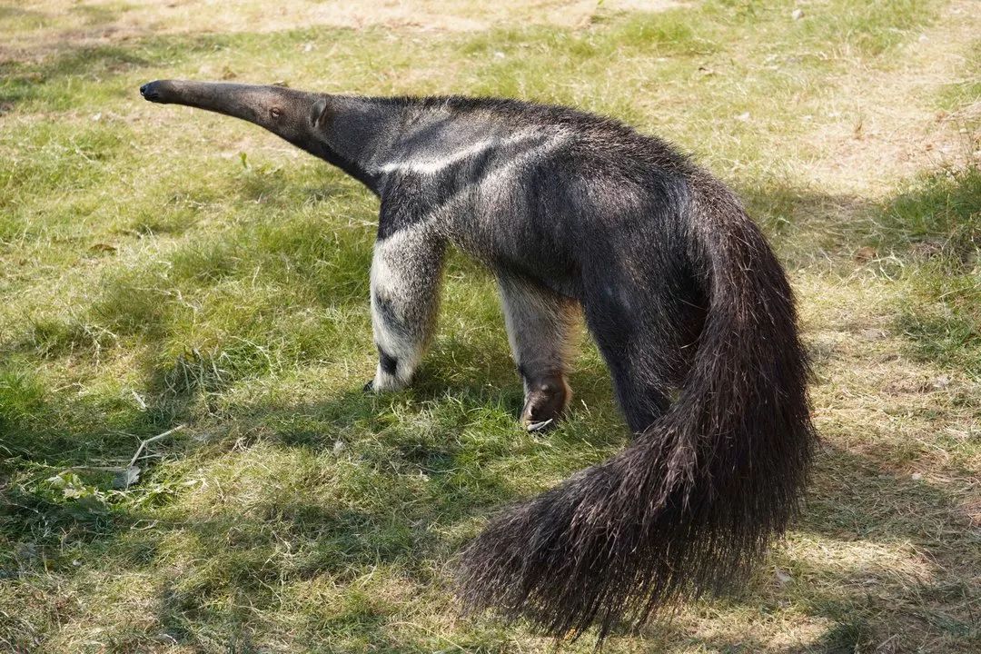 金牛湖野生动物王国过年去怎么样,金牛湖野生动物王国游玩时间