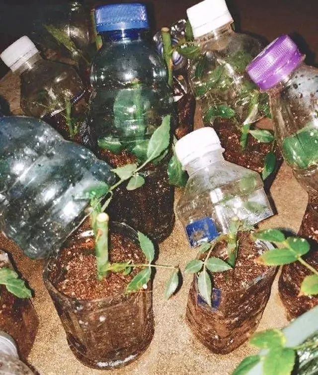 如何利用废弃的塑料瓶养花,可乐瓶养花神器