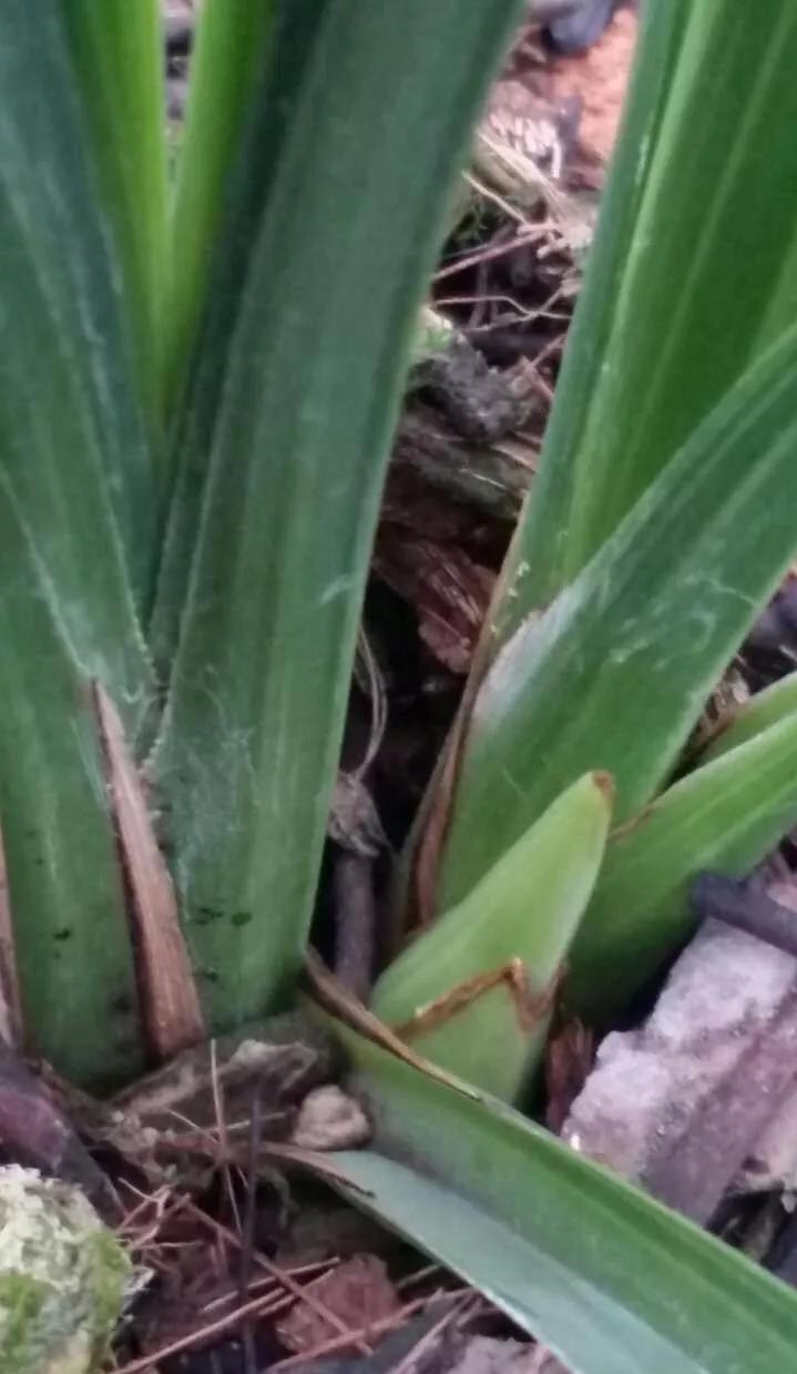 蕙兰绿素三星,蕙兰红素三星