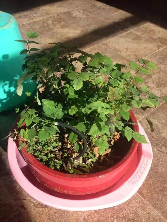 老花匠透露养花秘方,老花匠养花技术视频