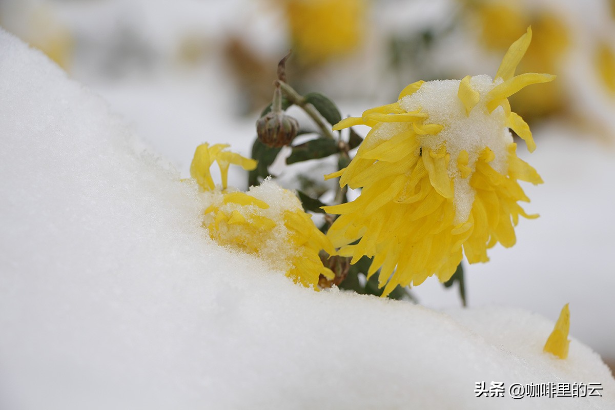 如果可以，我也愿意活成沈眉庄的样子：心中有丘壑，眉目作山河