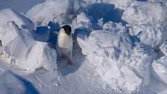 大过年的，被这些小萌萌给笑掉了头