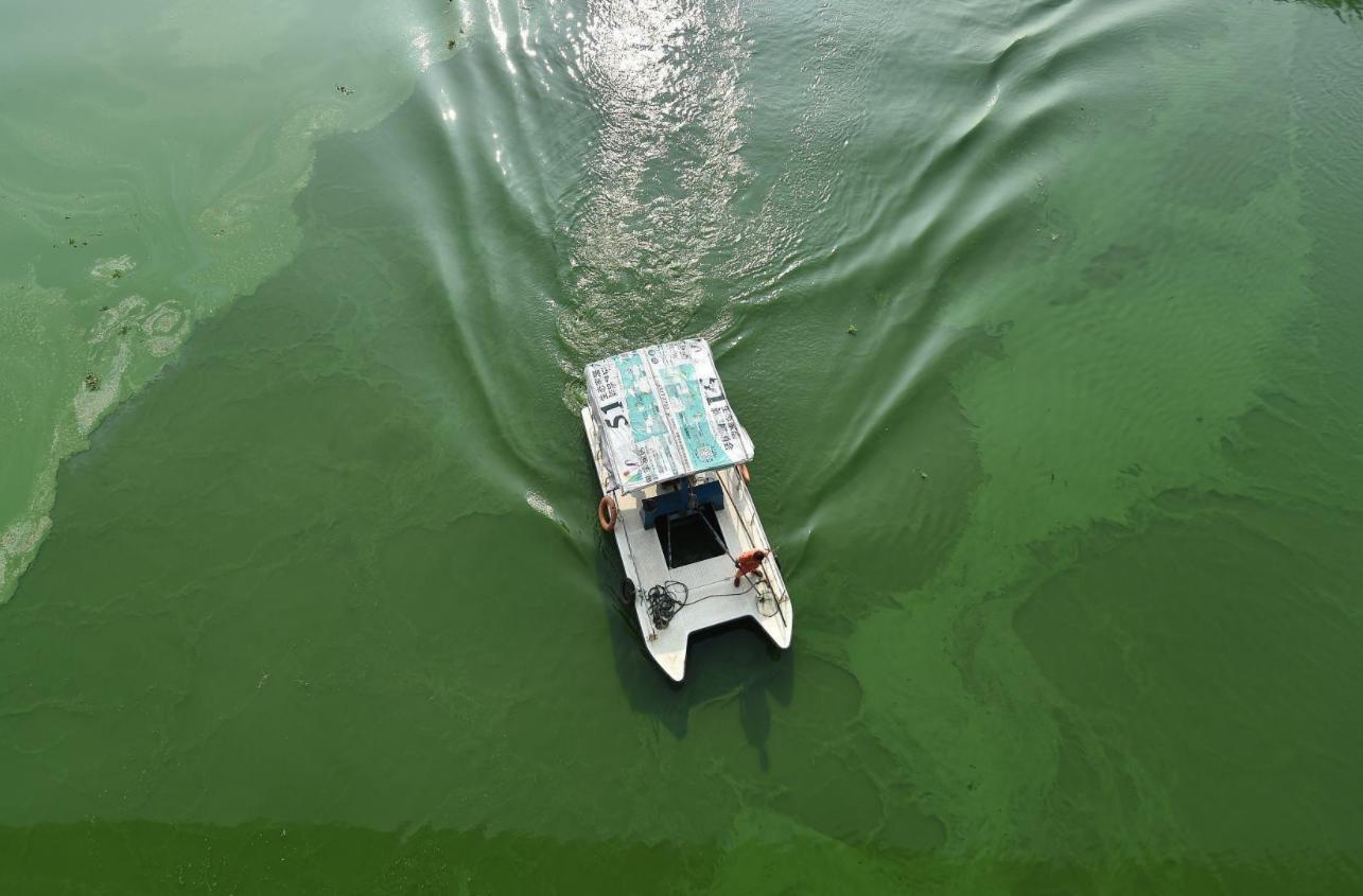 千岛湖蓝藻大爆发,千岛湖蓝藻爆发事件