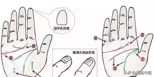 手诊图大全清晰图手背,全息手诊图