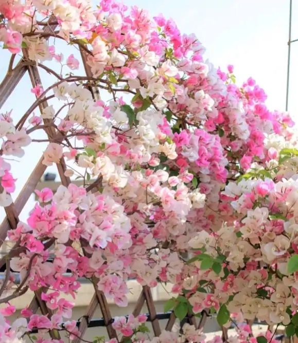 2021年大火的10个三角梅品种，图名并茂欢迎认领，看有无你喜欢的