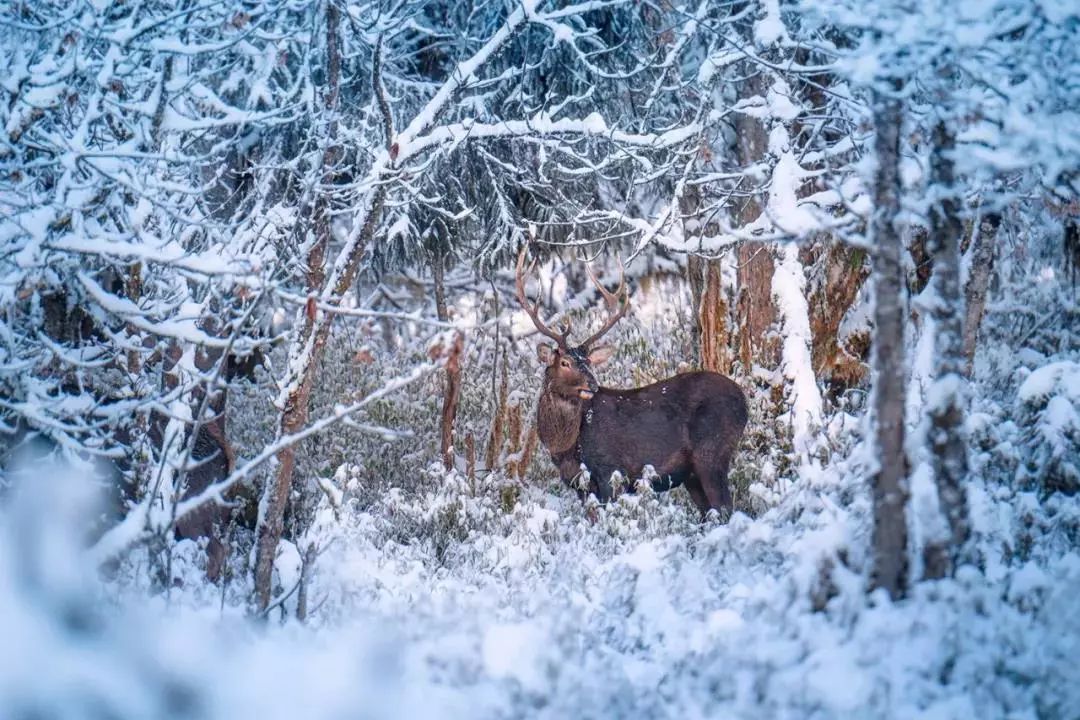 成都附近看雪一日游推荐表,成都周边轻徒步玩雪一日游