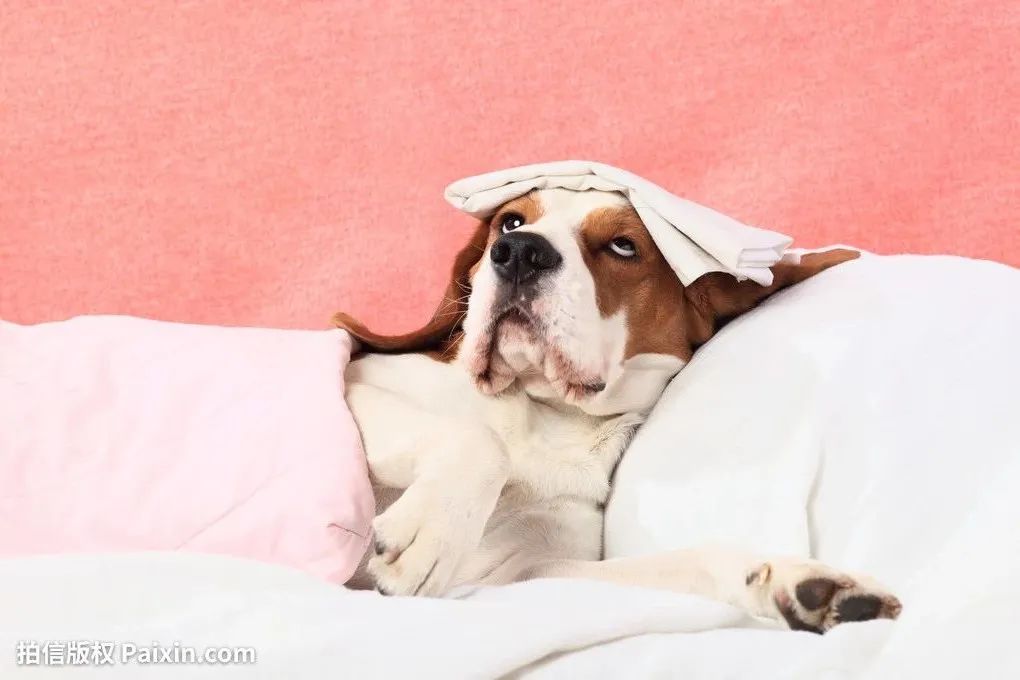 狗狗犬瘟半夜抽搐吐白沫怎么办,幼犬抽搐口吐白沫查不出犬瘟